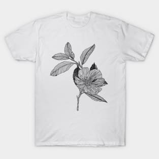 Wild flowers scientific nature black ink pen drawing illustration. From my scientific nature illustration series of black ink pen drawings. T-Shirt